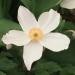 Anemone - Anemone 'Wild Swan' Anemone - Anemone 'Wild Swan'