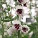 Foxglove - Digitalis purpurea 'Pam's Choice' Foxglove - Digitalis purpurea 'Pam's Choice'