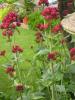 Red Valerian - Centranthus ruber 