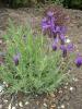 French Lavender - Lavandula stoechas 