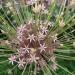 Ornamental Onion - Allium schubertii Ornamental Onion - Allium schubertii