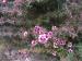 New Zealand Tea Tree - Leptospermum scoparium 'Apple Blossom'