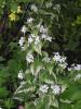 Variegated White Honesty - Lunaria annua 