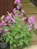 Honesty - Lunaria annua 