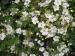 White Flowered Cinquefoil - Potentilla fruticosa 'Abbotswood'