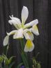  - Iris orientalis 'Shelford Giant'
