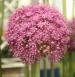 Ornamental onion - Allium giganteum Ornamental onion - Allium giganteum