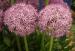 Ornamental onion - Allium 'Globemaster' Ornamental onion - Allium 'Globemaster'