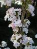 Beanpole Cherry - Prunus ‘Amanogawa’ Beanpole Cherry - Prunus ‘Amanogawa’