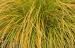 Sedge - Carex testacea Sedge - Carex testacea