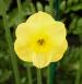 Jonquilla Daffodil - Narcissus 'Sun Disc' Jonquilla Daffodil - Narcissus 'Sun Disc'