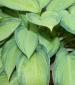 Plantain Lily - Hosta   'June'