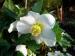 Christmas Rose - Helleborus  niger 
