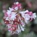 Viburnum - Viburnum x bodnantense  'Dawn'