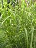 Zebra Grass - Miscanthus sinensis 'Zebrinus' Zebra Grass - Miscanthus sinensis 'Zebrinus'