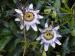 Blue Passion Flower - Passiflora caerulea Blue Passion Flower - Passiflora caerulea