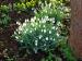 Snowdrop - Galanthus nivalis Snowdrop - Galanthus nivalis