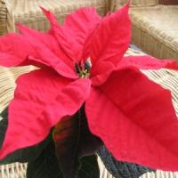 Episode 9: Caring for your Christmas House Plants